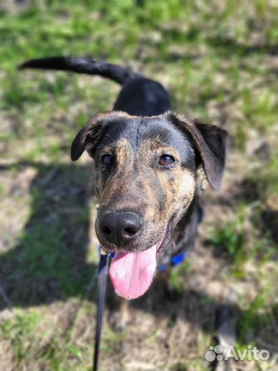 Спасенный тигровый подросток пёсик