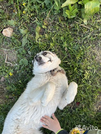 Отдам собаку в добрые руки