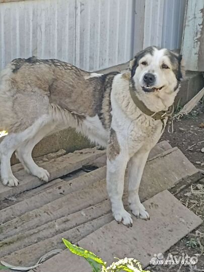 Среднеазиатская овчарка алабай вязка