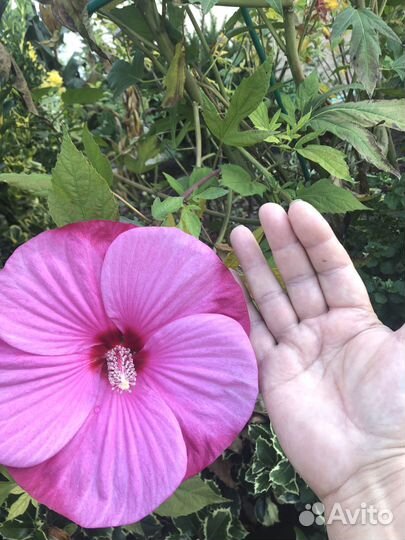 Растения для сада