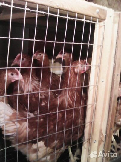 Куры молодки несушки, доминант