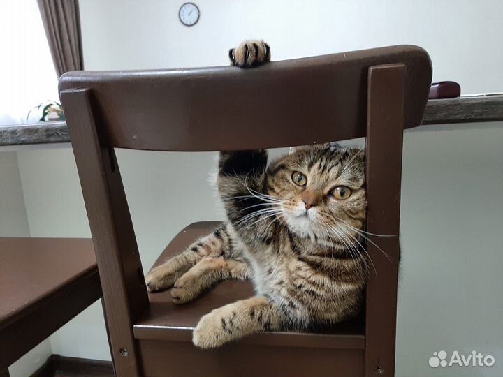 Ветеринарный врач на дом круглосуточно