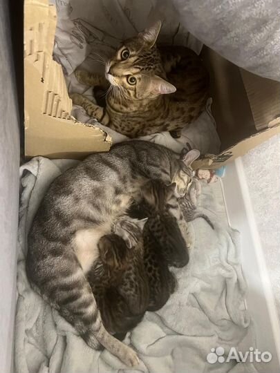 Бенгальские котята