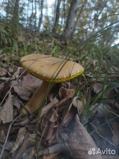 Грибной тур в Сочи