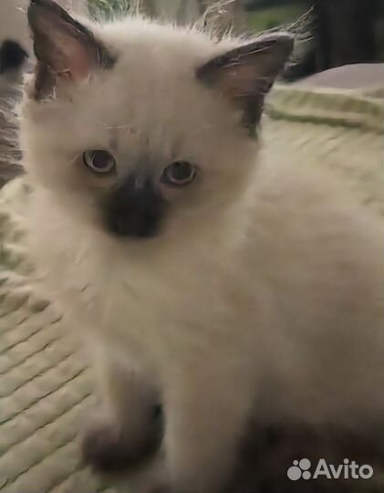 Тайские котята