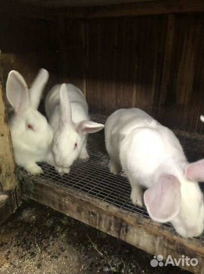 Кролики мясных пород белый паннон