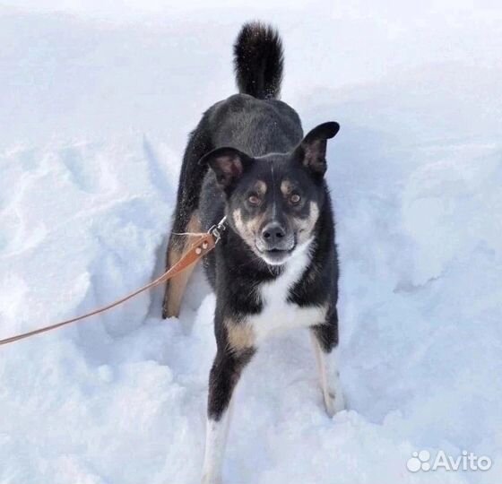 Ромэо-отличный парень.Спаси собаку из приюта