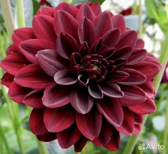 Георгины вегетативные