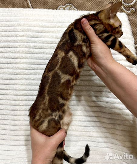 Бенгальская кошка