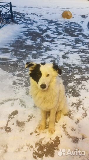 Собака в добрые руки