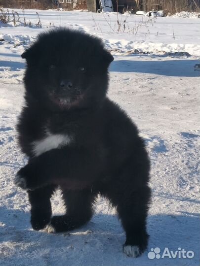 Щенок волкособа