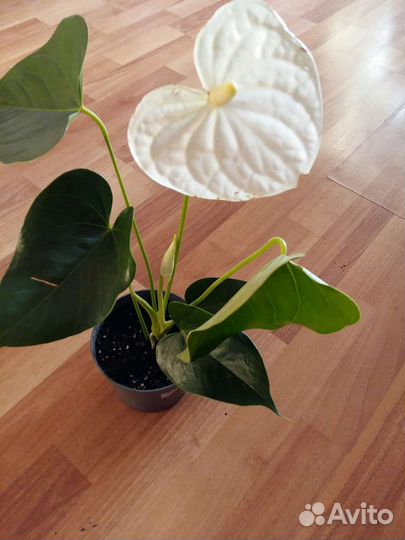 Антуриумы разные