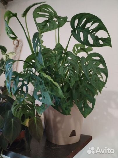 Монстера манки маск