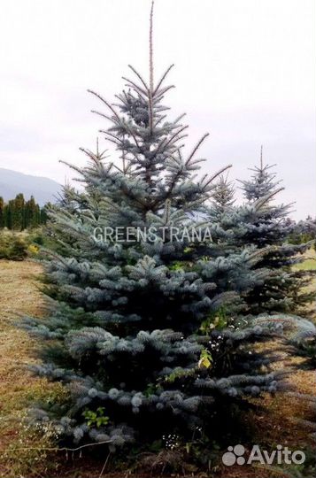 Ель колючая голубая Glauca - extra/300 cм (формиро