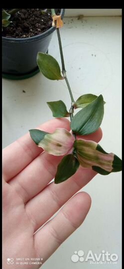 Трандесканция