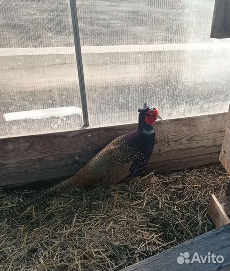 Домашняя птица