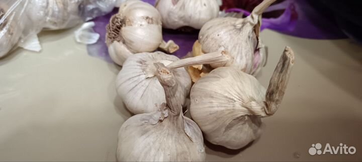 Продам чеснок головка
