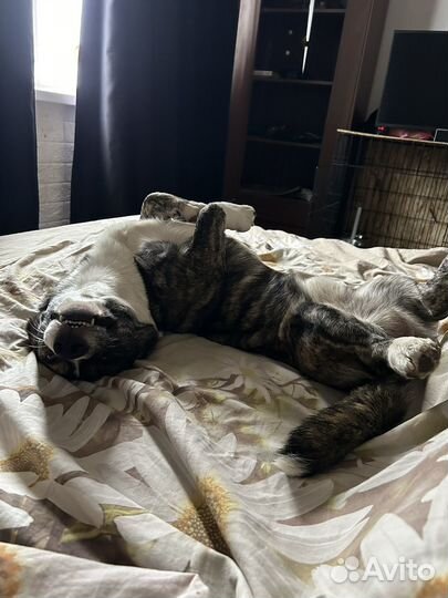 Вязка собак корги кардиган