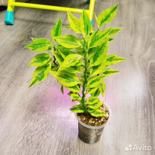 Педилантус Lemon Lime бронь