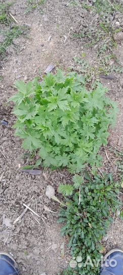 Дельфиниум