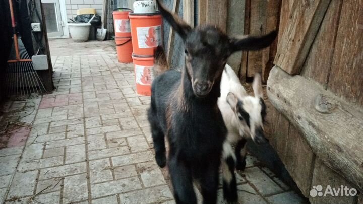 Продаю козлят