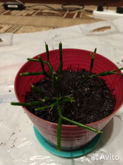 Цветы в ассортименте