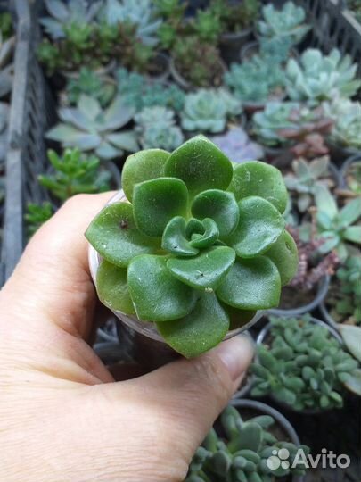 Эхеверии,пахифитумы,хавортии