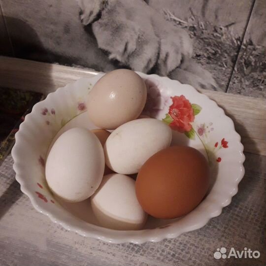 Домашние яйца