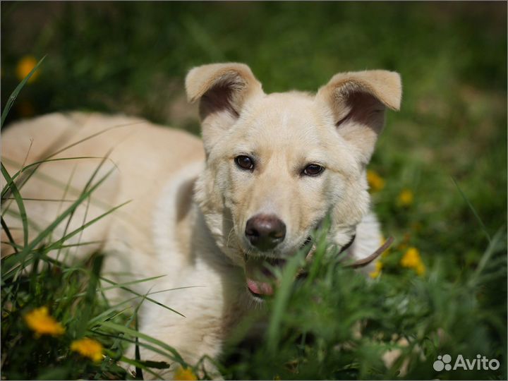 Щенок в добрые руки