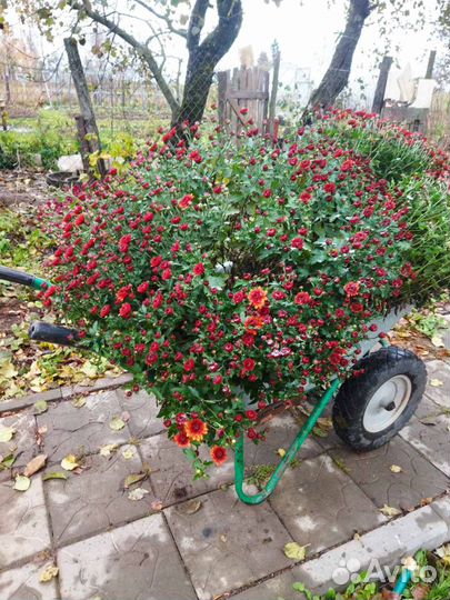 Хризантема мультифлора