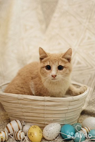 Котенок (девочка) в добрые руки
