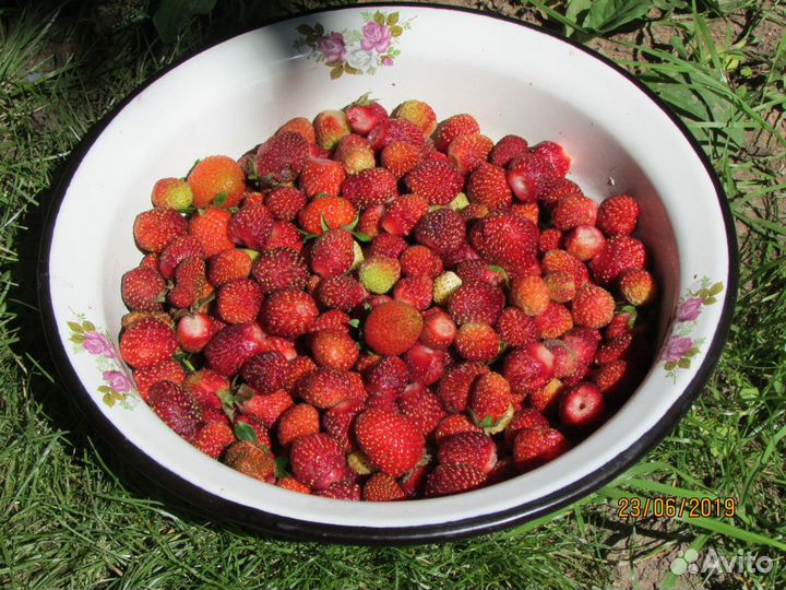 Земклуника 