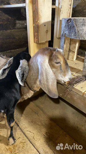 Козлята англо-нубийцы чистые