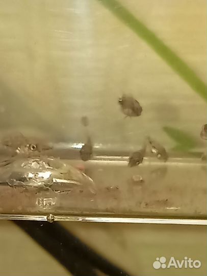 Малек панды(сапфировый попугай)