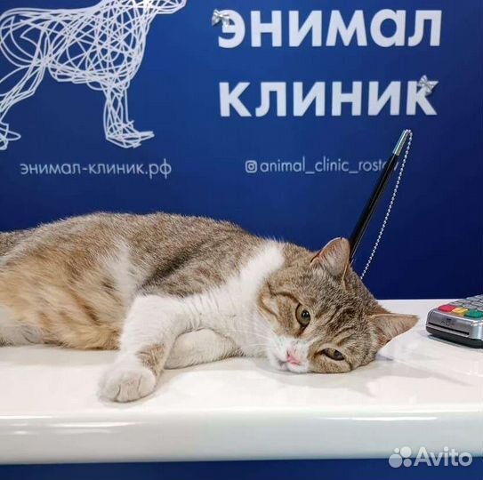 Кошки в добрые руки