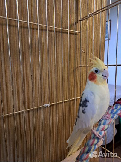 Попугай корелла с клеткой