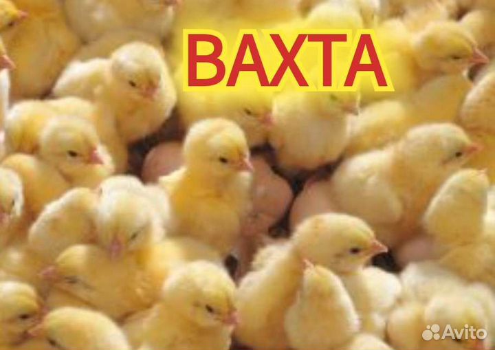 Оператор Вахта Брянск+жильё, еда