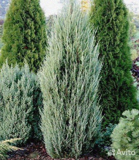 Можжевельник скайрокет 1,15 м и др