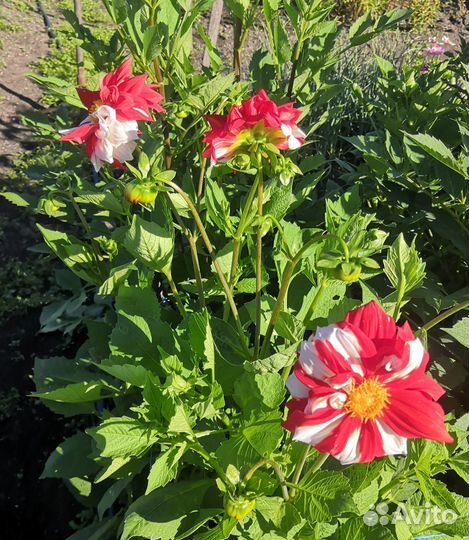 Георгины клубни