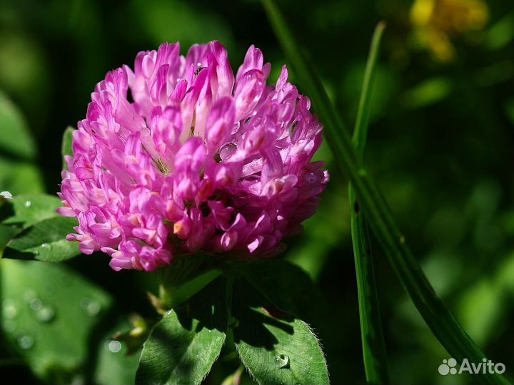 Семена клевер красный сенокосный