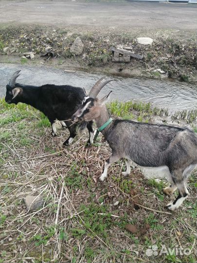 Коза дойная молочная