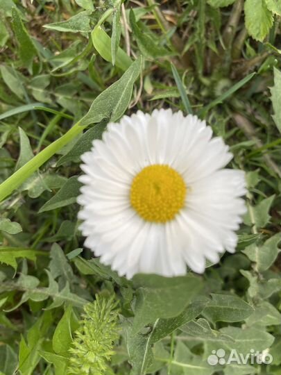 Маргаритки