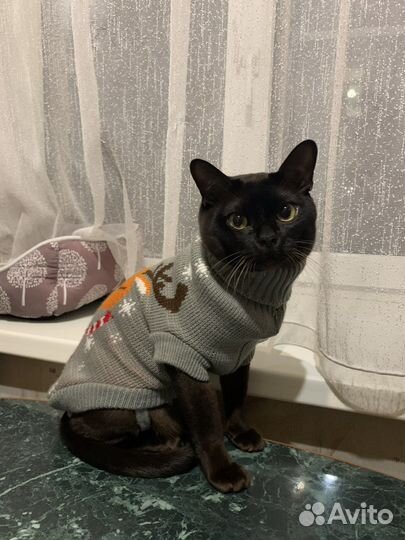 Костюм для кота