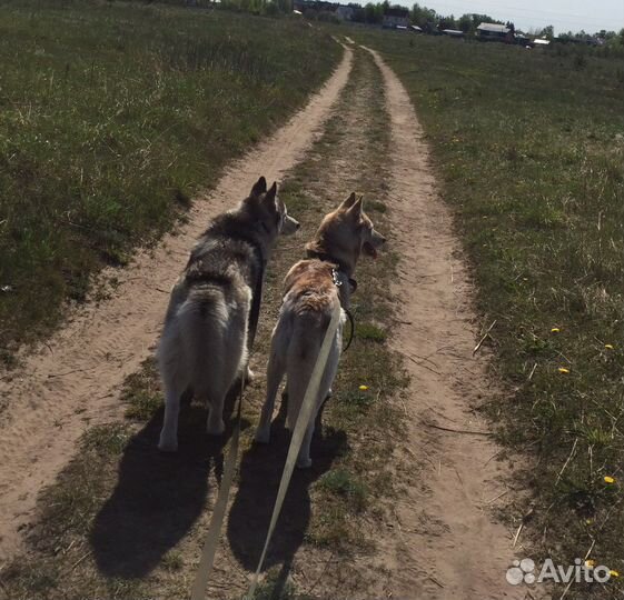 Кинолог. Передержка. Передержка с Воспитанием