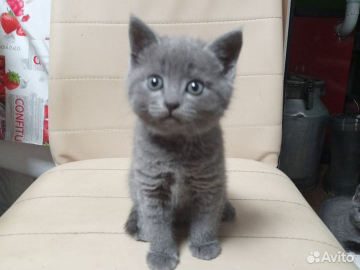 Котик и кошечка