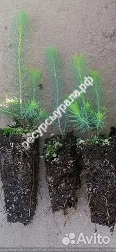 Сосна Ель Сеянцы зкс окс Саженцы Лиственница