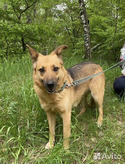 Собака в добрые руки