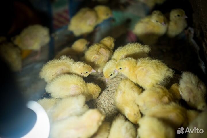 Перепела - Перепелиные яйца