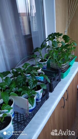 Перец болгарский рассада