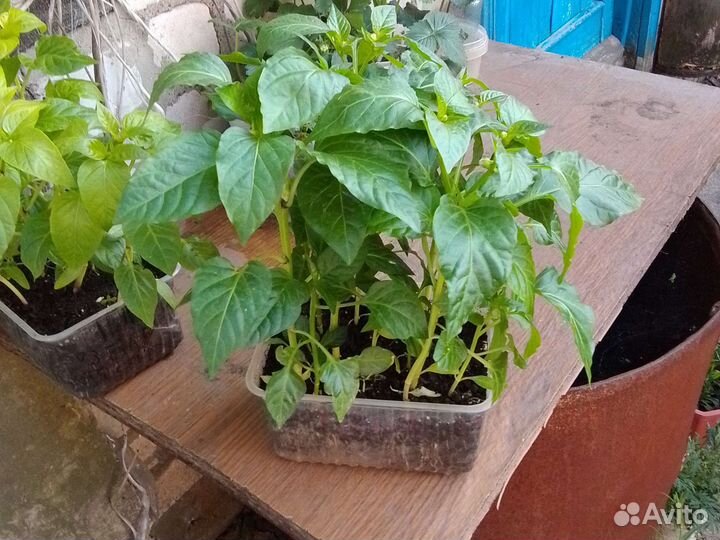 Продам рассаду